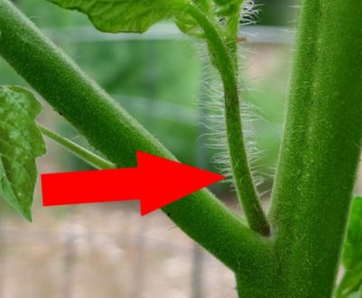 Які листки помідорів видаляти, а які залишити? Ділюся схемою