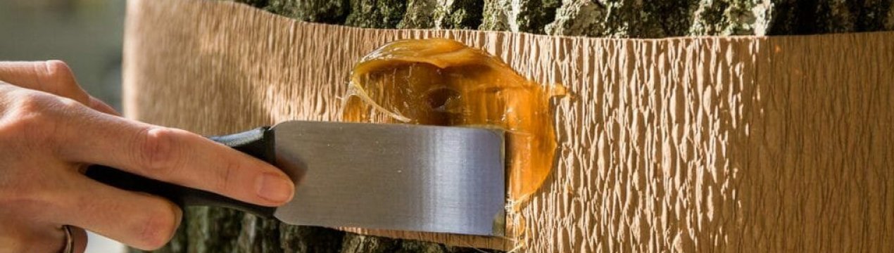 Бюджетне засіб для порятунку плодових дерев від мурашок і тлі. Майстер-клас як зробити самостійно