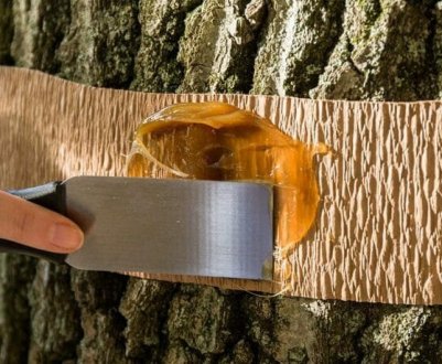 Бюджетне засіб для порятунку плодових дерев від мурашок і тлі. Майстер-клас як зробити самостійно