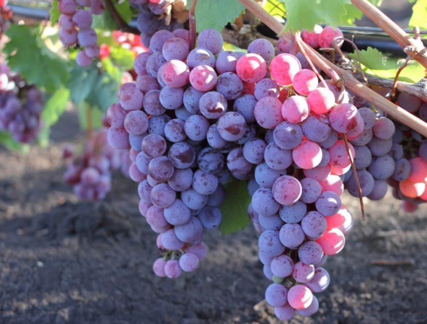 Грона винограду Грона винограду