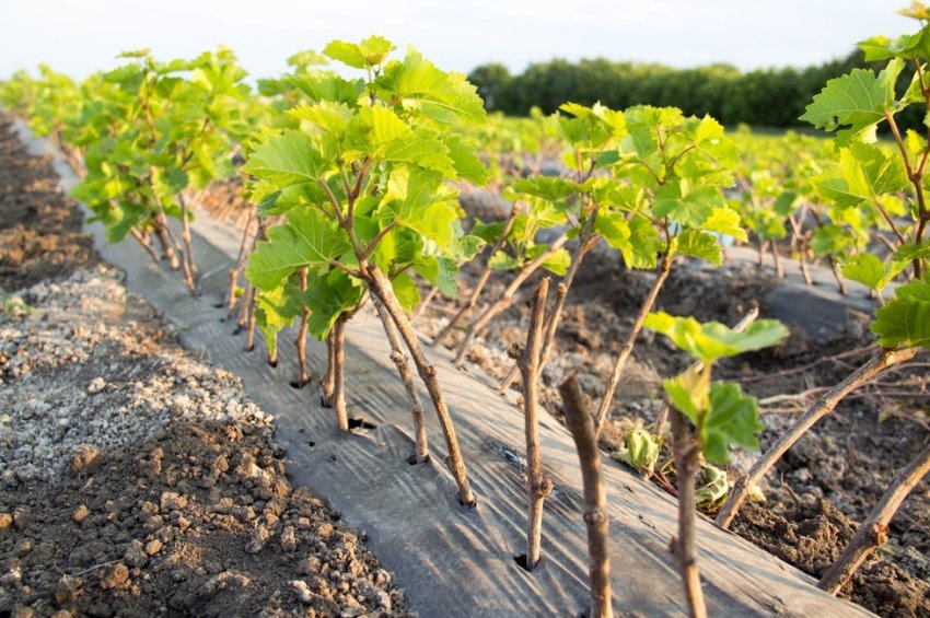 Саджанці винограду Саджанці винограду
