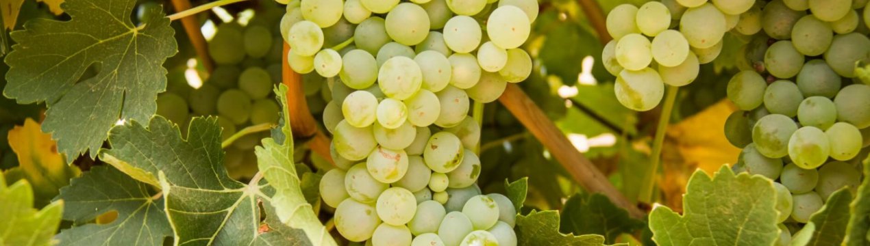 Гірше або краще? Чим наші саджанці винограду відрізняються від закордонних?