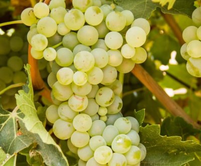 Гірше або краще? Чим наші саджанці винограду відрізняються від закордонних?