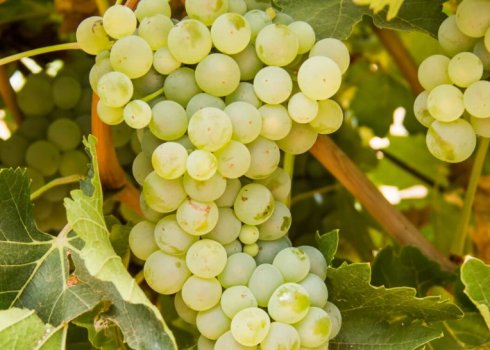 Гірше або краще? Чим наші саджанці винограду відрізняються від закордонних?