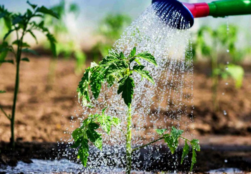 Полив в огороді Полив в огороді