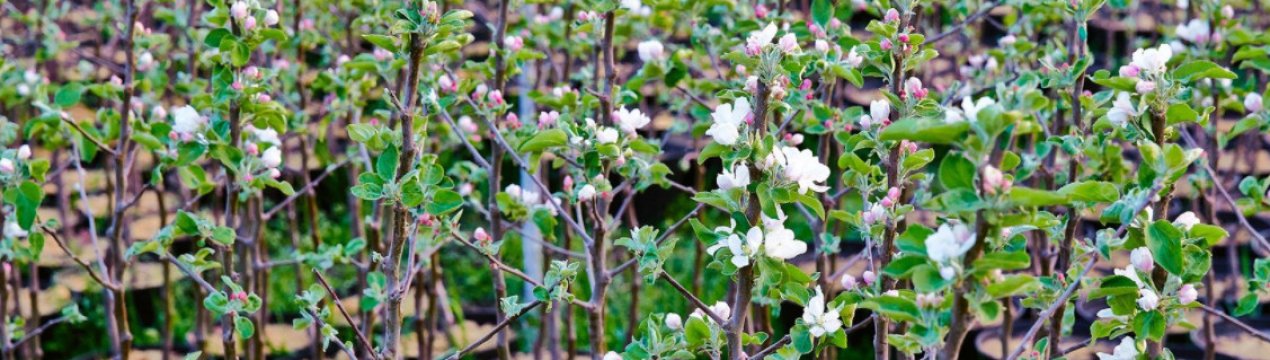 Які саджанці яблуні ні в якому випадку не варто купувати? Признаки хорошого саджанця
