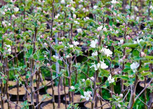 Які саджанці яблуні ні в якому випадку не варто купувати? Признаки хорошого саджанця