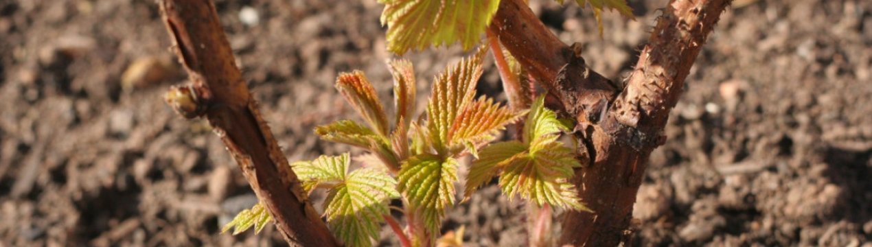 Уход за кустарником малины весной. . Уход за кустарником малины весной фото. Уход за кустарником малины весной-. картинка Уход за кустарником малины весной. картинка . Желаете получать хороший урожай малины? Придется немного потрудиться. Ведь правильный уход за малиной весной – это залог роскошного летнего урожая! Если кустарнику не уделять должного внимания и заботы, с течением времени ягоды станут мельчать, а потом и вовсе могут исчезнуть. Чтобы не допустить этих явлений, разберем важные этапы в уходе за малиной весной.