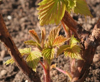 Закладаємо майбутній врожай! 5 порад щодо догляду за малиною весною