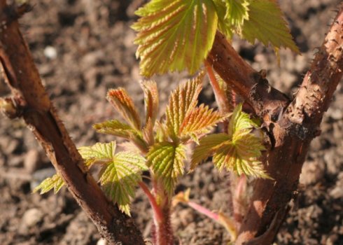 Закладаємо майбутній врожай! 5 порад щодо догляду за малиною весною