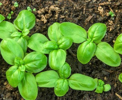 5 вагомих причин вирощувати на своїй ділянці базилік