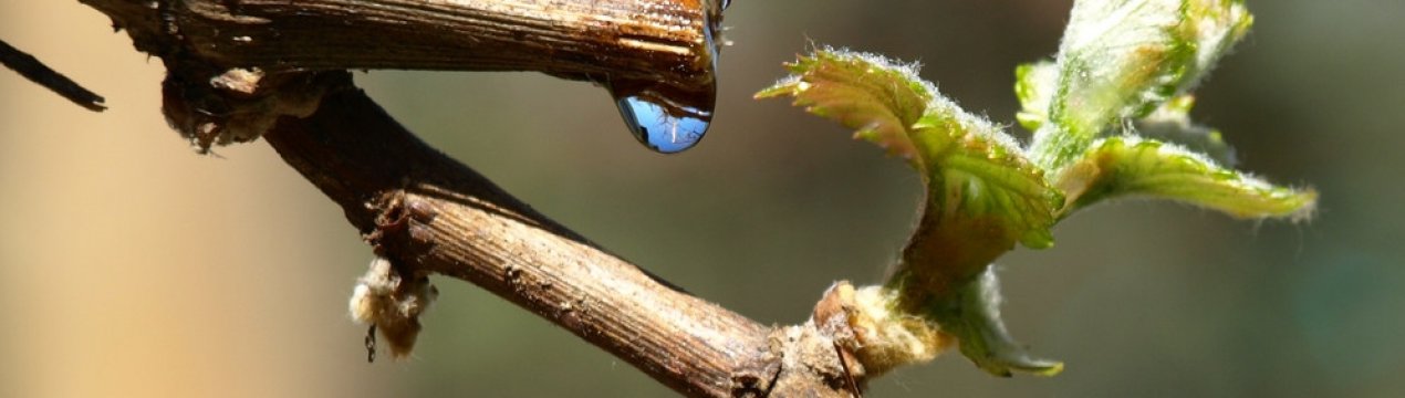 Менше сліз – вищий врожай. Як зупинити плач винограду?