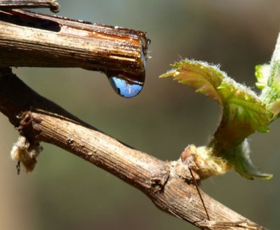 Менше сліз – вищий врожай. Як зупинити плач винограду?