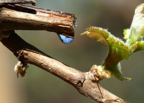 Менше сліз – вищий врожай. Як зупинити плач винограду?