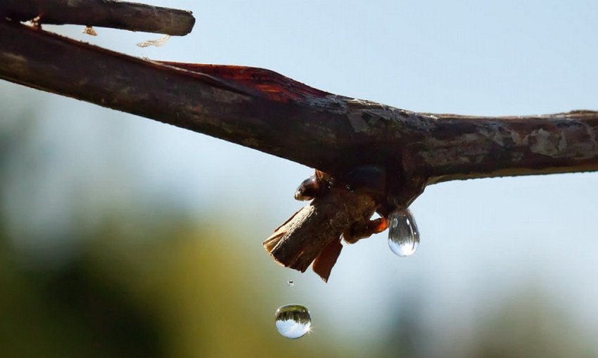 Плач винограда Плач винограда