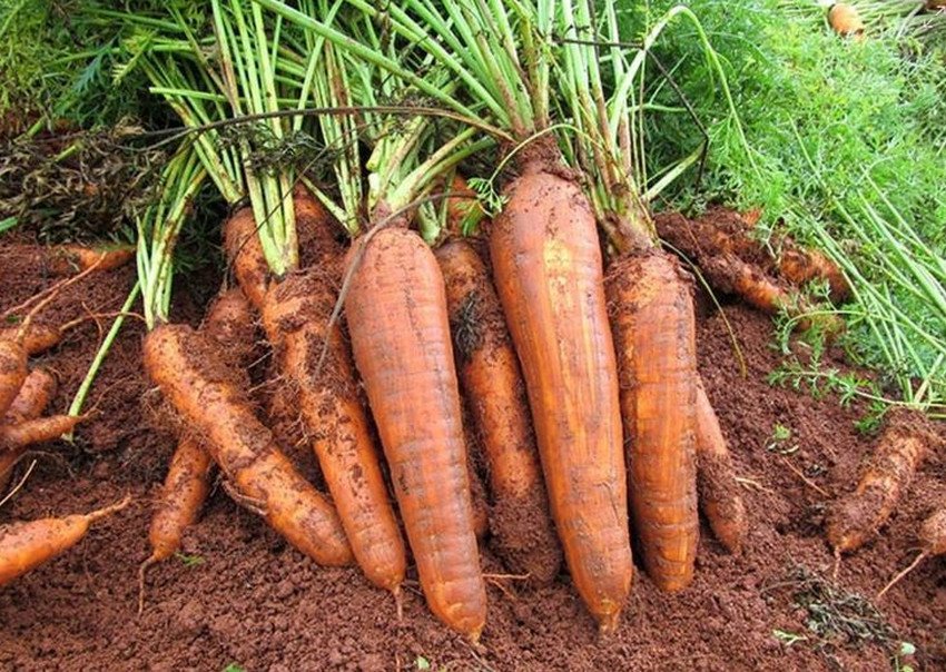 Морква BRS Paranoа Морква BRS Paranoа