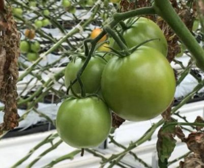 Новий томатний вірус стрімко поширюється по світу