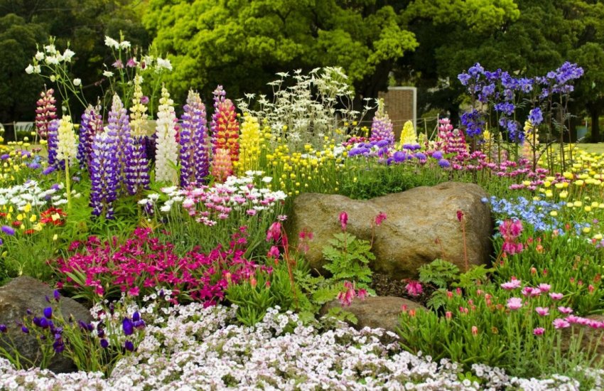 Багаторічники на клумбі Багаторічники на клумбі