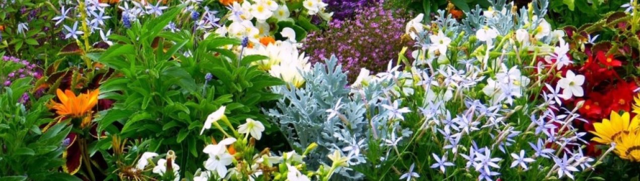 Цвітіння без перерви. Що посадити на квітнику, щоб радувало око від ранньої весни до осені?