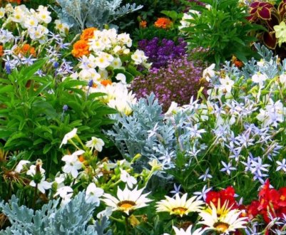 Цвітіння без перерви. Що посадити на квітнику, щоб радувало око від ранньої весни до осені?