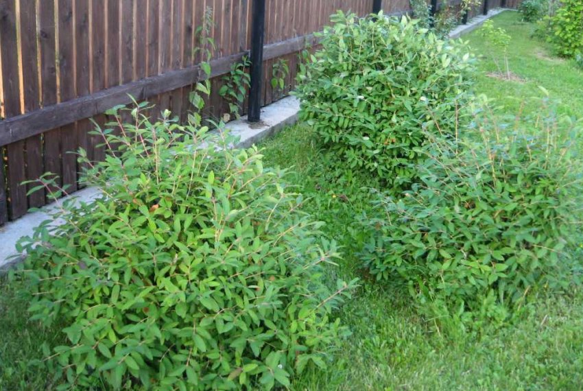 Жимола на ділянці Жимола на ділянці