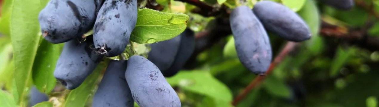 Які сорти жимолості посадити, щоб потім не жалкувати? Вибираємо найкращі