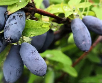 Які сорти жимолості посадити, щоб потім не жалкувати? Вибираємо найкращі