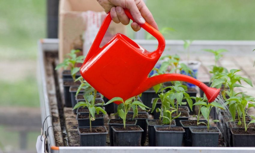 Полив розсади Полив розсади