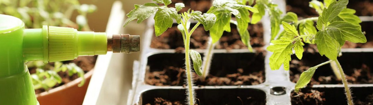 Полила рассаду по совету з Інтернету, а вона зав'яла. 5 порад щодо підживлення розсади, які тільки шкодять