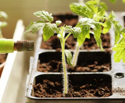 Полила рассаду по совету з Інтернету, а вона зав'яла. 5 порад щодо підживлення розсади, які тільки шкодять