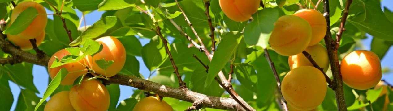 Суворий клімат - не привід відмовлятися від абрикосів! 5 морозостійких сортів