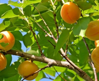 Суворий клімат - не привід відмовлятися від абрикосів! 5 морозостійких сортів