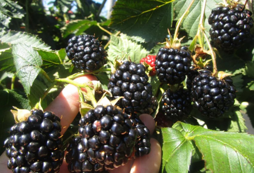 Їжевика Уошито Їжевика Уошито