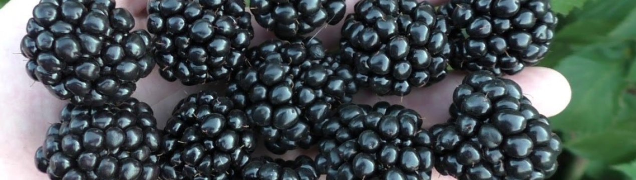 В Україні офіційно зареєстрували нові сорти їжівки