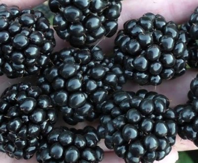 В Україні офіційно зареєстрували нові сорти їжівки