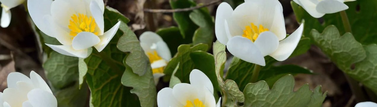 5 незвичайних весняних квітів, з якими ви ще не знайомі