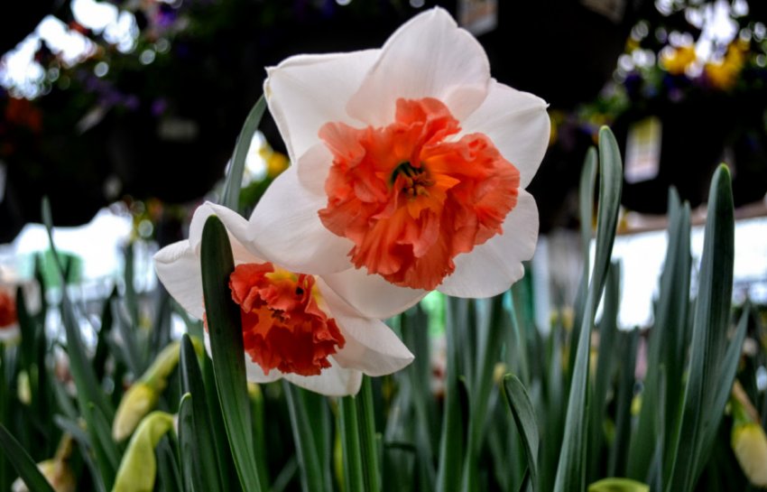 Нарцис сорту Precocious