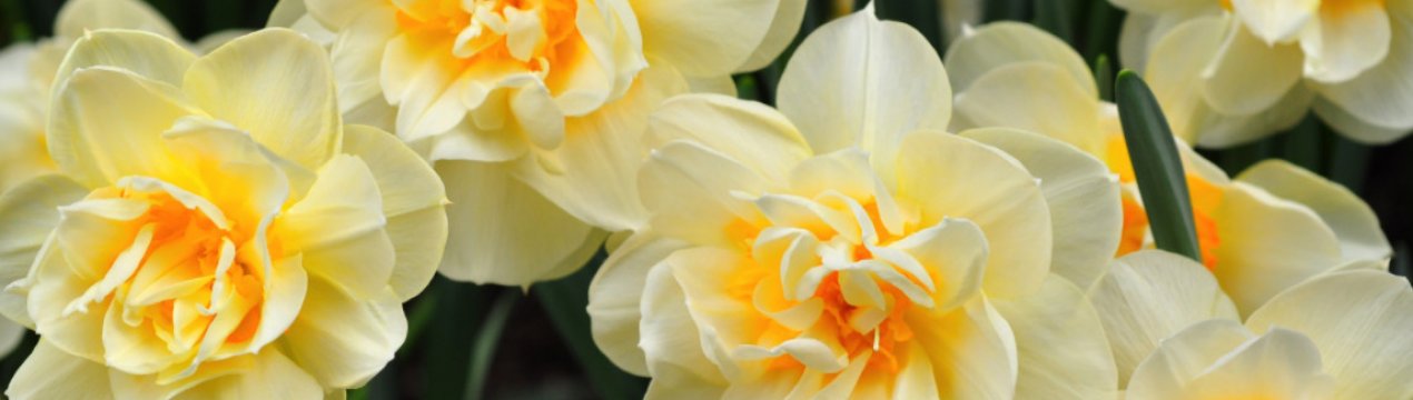 Сорти нарцисів, гідні світових нагород