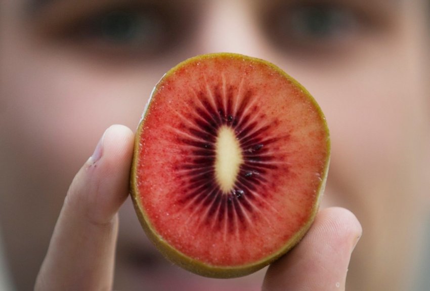 Червоний ківі Червоний ківі