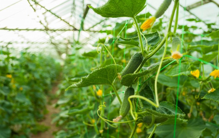 Огірки в теплиці