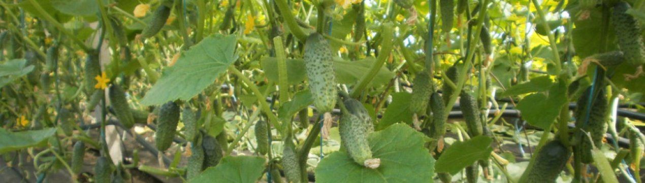 Українські огірки стрімко втрачають в ціні