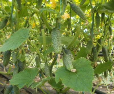 Українські огірки стрімко втрачають в ціні