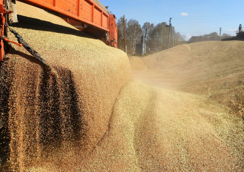 Експорт зерна