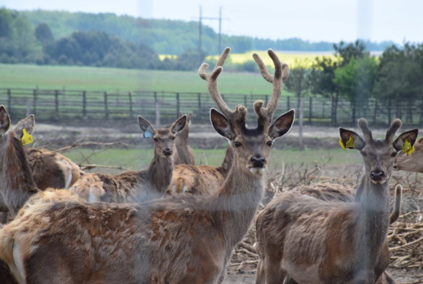 Оленя ферма