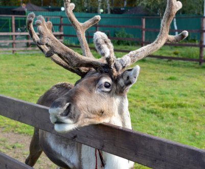 Українська оленя ферма отримала 200 нових мешканців із Прибалтики