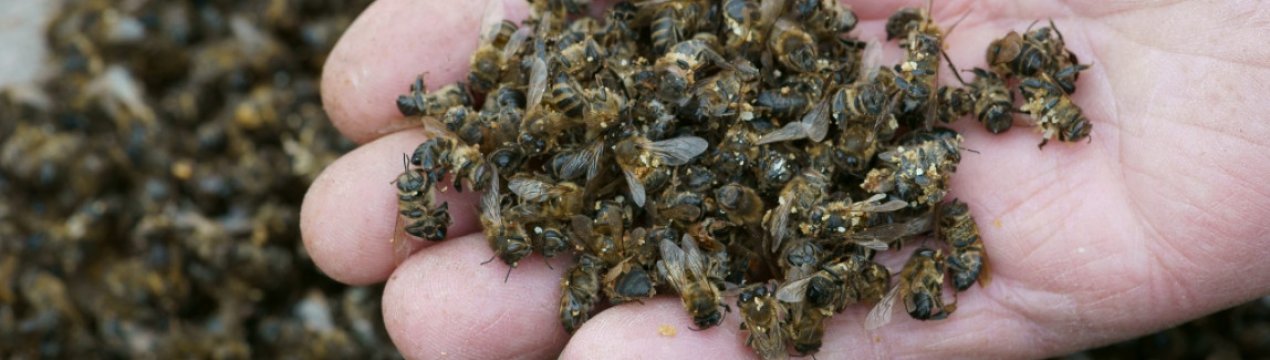 8 млн. бджіл загинули під час пересилання поштою