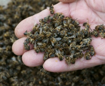 8 млн. бджіл загинули під час пересилання поштою