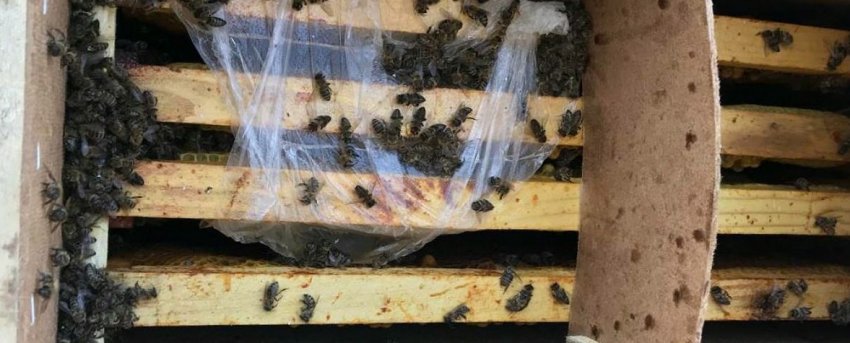 Смерть пчел