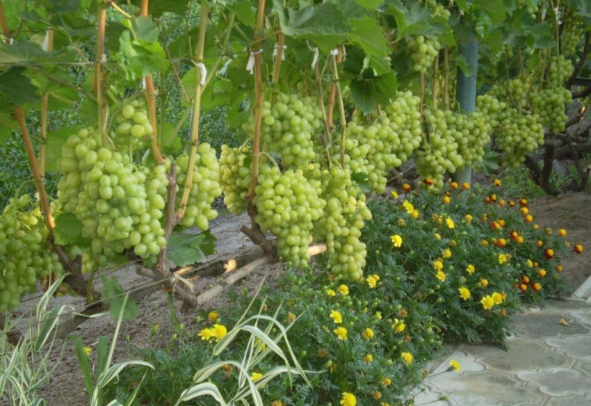 Виноград на ділянці Виноград на ділянці