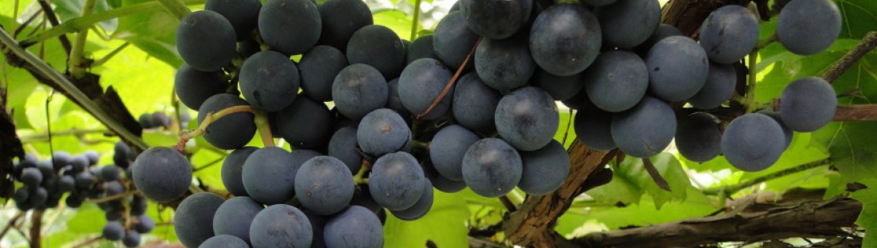 Врожай під загрозою. Не садіть ці рослини під виноградом!